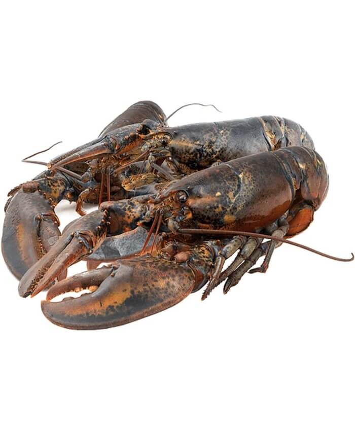 Lobster Whole